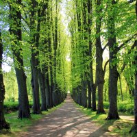 Wald im Sommer © Pixabay